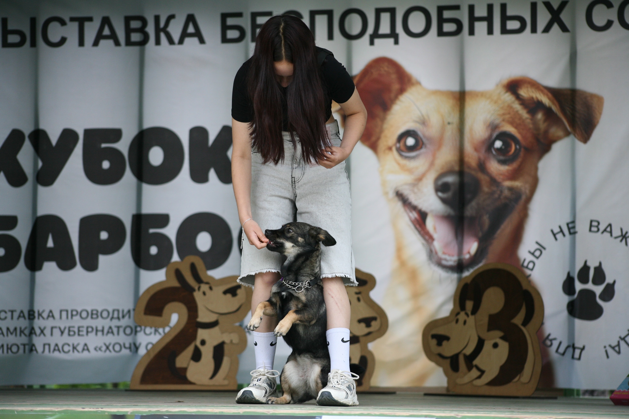34 бесподобные собаки боролись за «Кубок Барбоса»!.